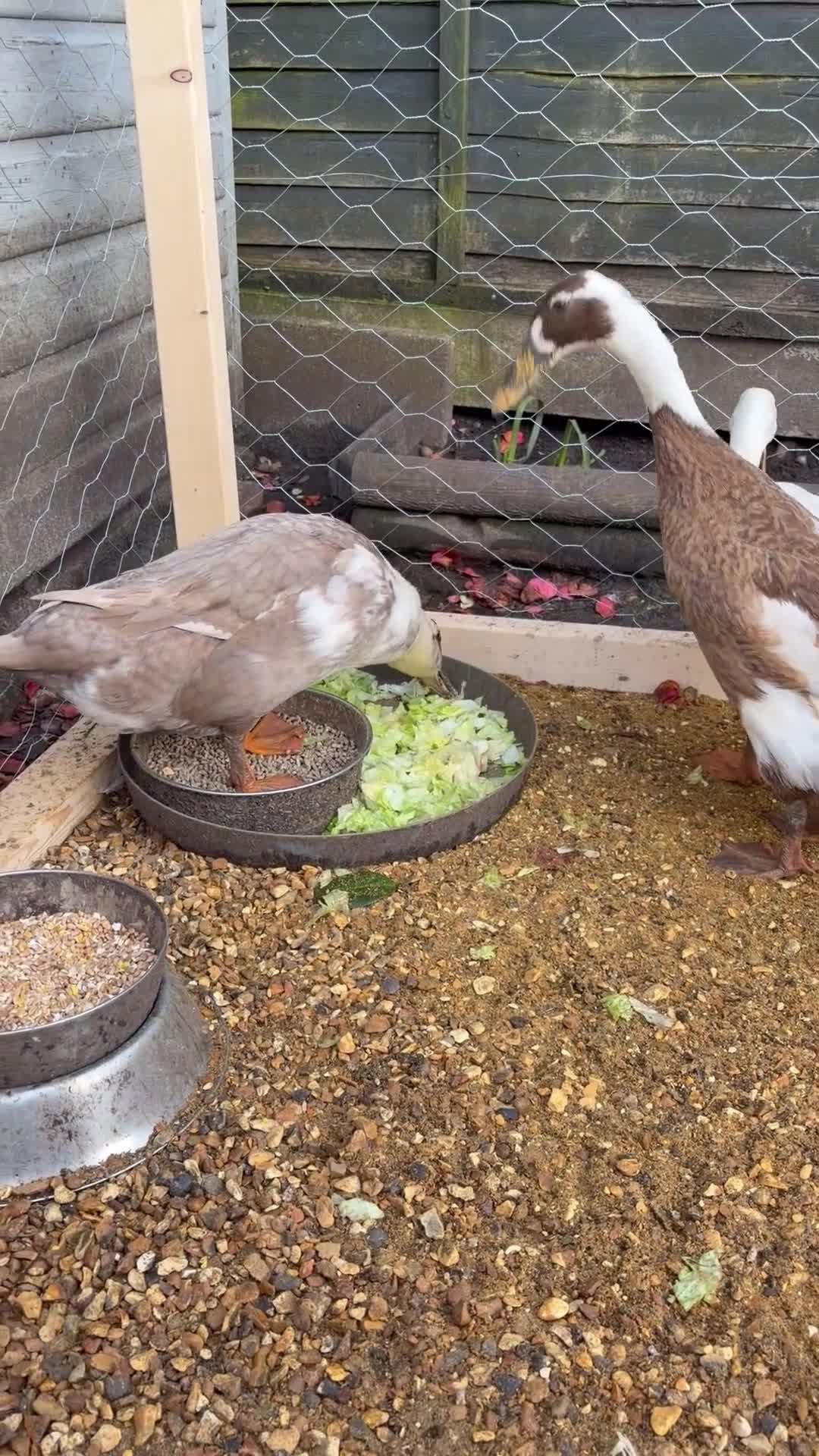 Ducks poultry for sale: Indian Runner Ducklings/ Hatching Eggs  in Poole - Video 2