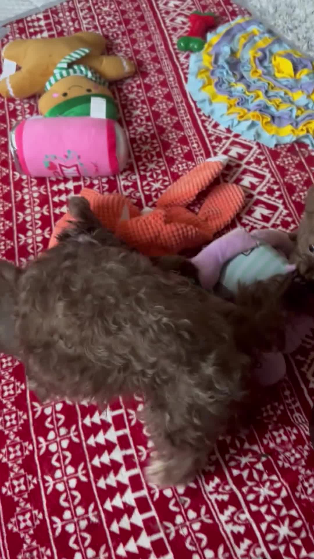 Chihuahua dogs for sale: X2 Gorgeous Chihuahua little ladies - Video 4