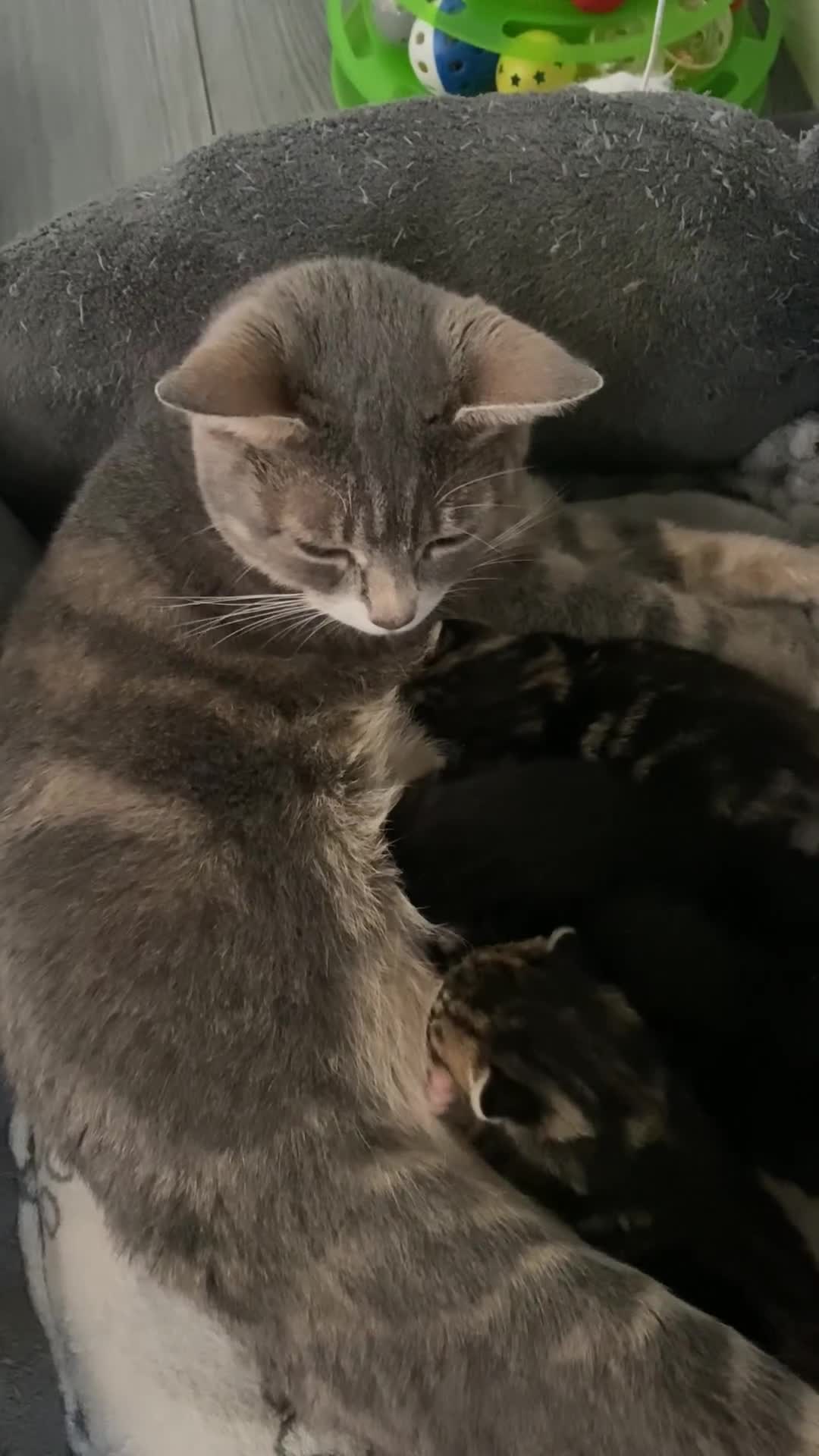 Mixed Breed cats for sale: Kittens ready to be rehomed in 6 weeks  - Video 1