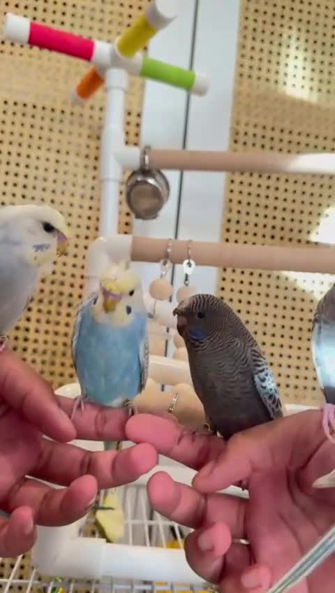 Budgerigars birds for sale: Rainbow ,hagoromo baby budgies hand tamed & reared - Video 5