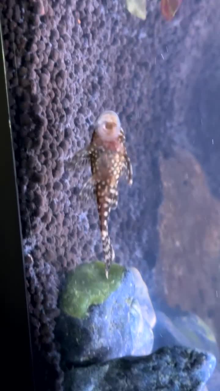 Bettas fish for sale: 105L fish tank with around 25 fish - Video 3