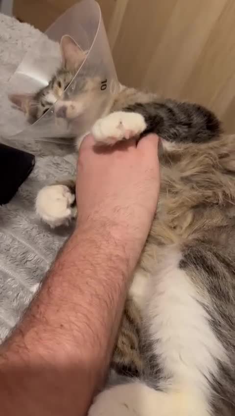 British Shorthair cats for adoption: Karma needs a home  - Video 1