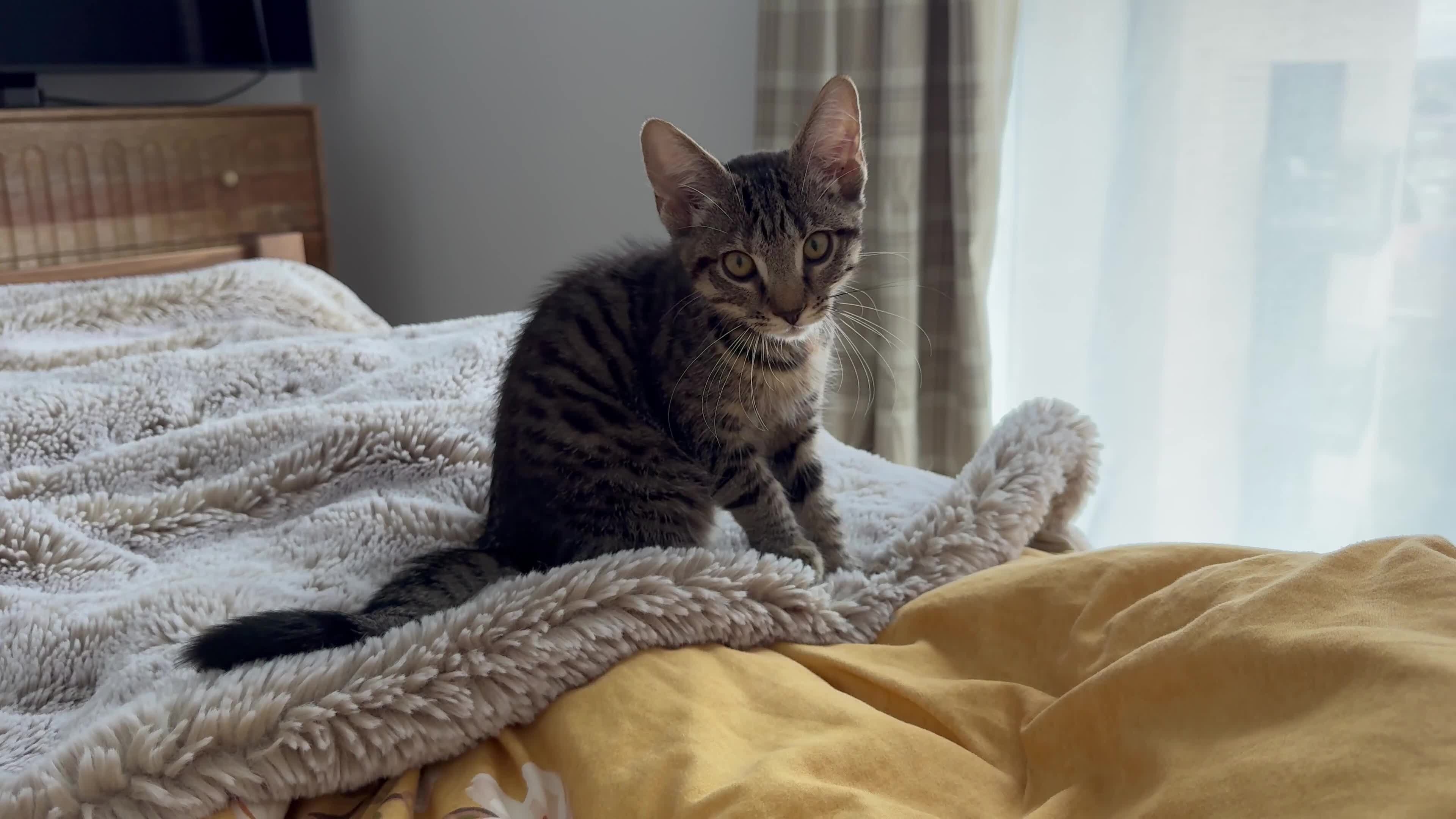 Domestic Shorthair cats for sale: Amazing domestic shorthair tabby kitty  - Video 1