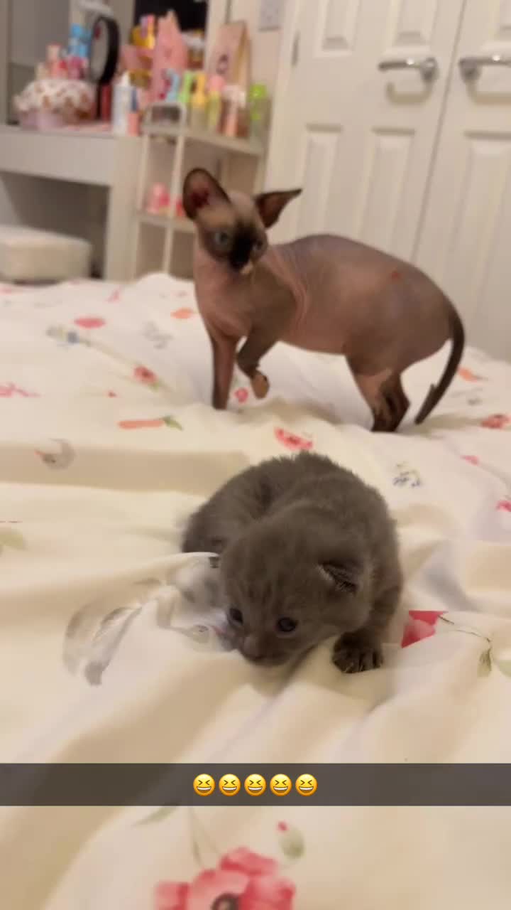 Mixed Breed cats for sale: Beautiful MALE grey kitten - Video 1