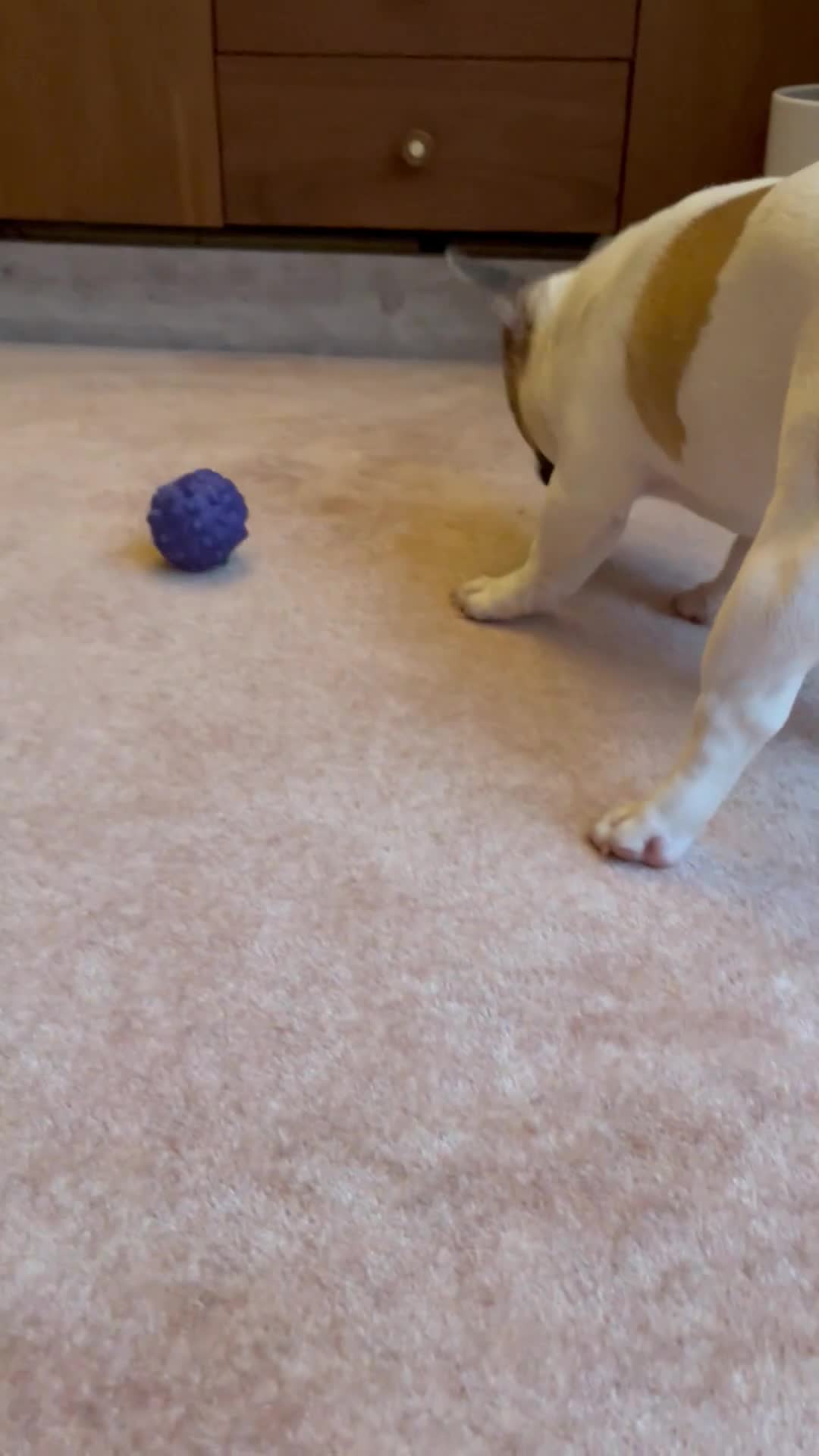 French Bulldog dogs for sale: Perfect sweet boy looking for new home  - Video 4