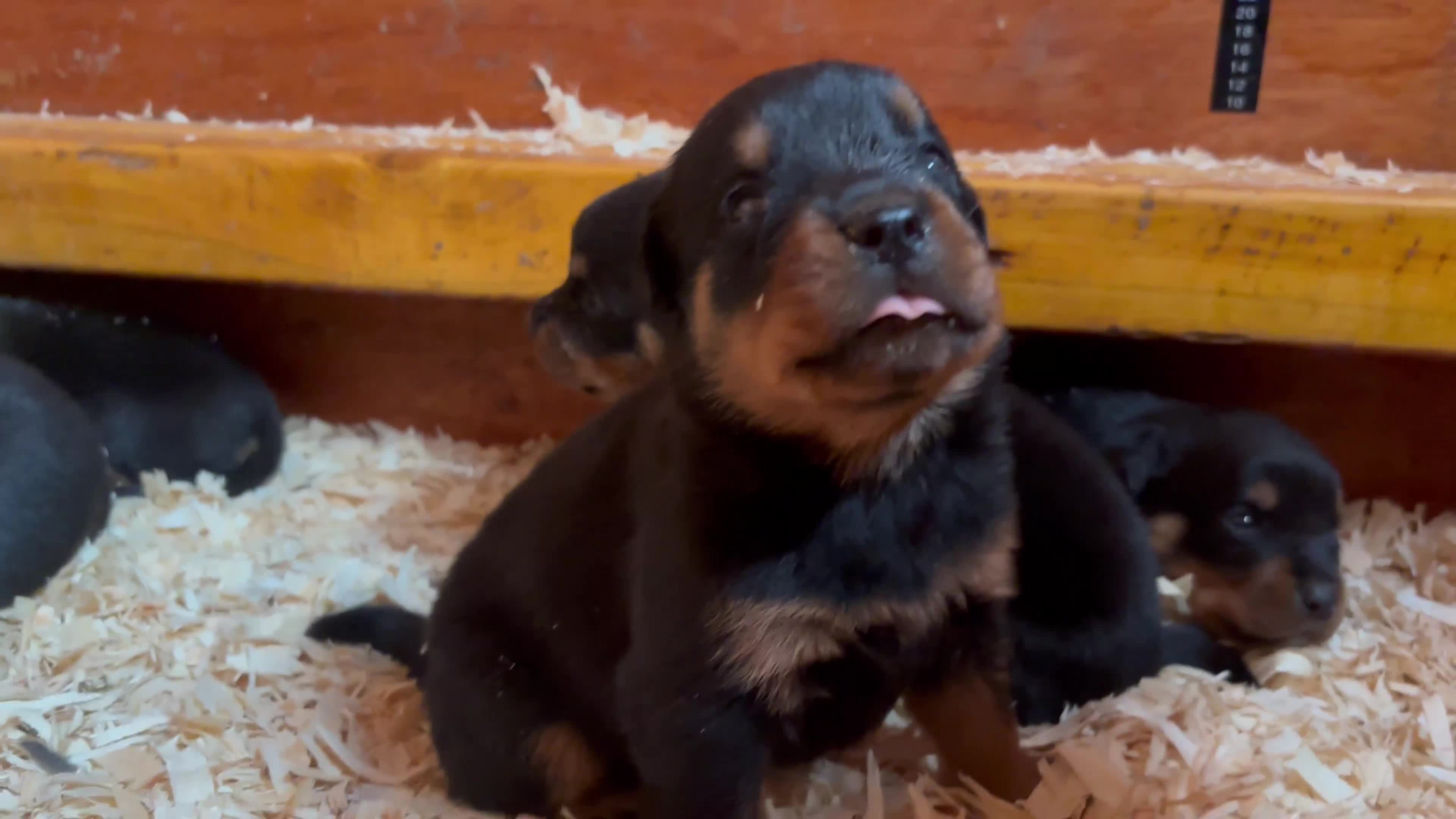 Rottweiler dogs for sale: Top Quality Rottweiler Puppies - Video 1