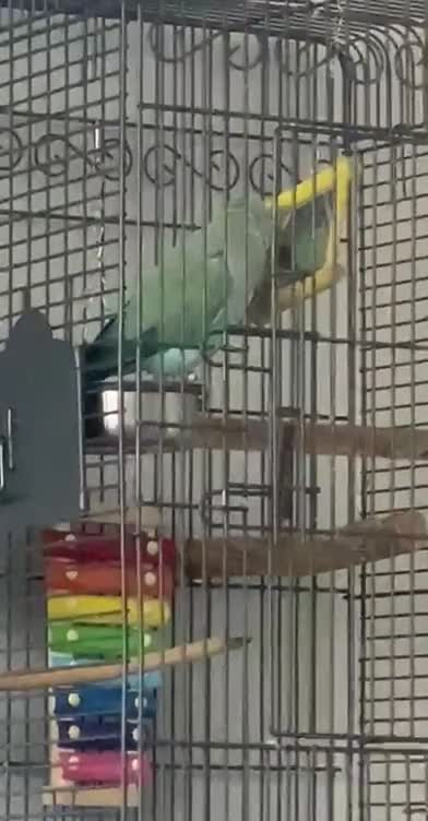 Ringnecks birds for sale: Beautiful Indian Ringneck Parrot - Video 1