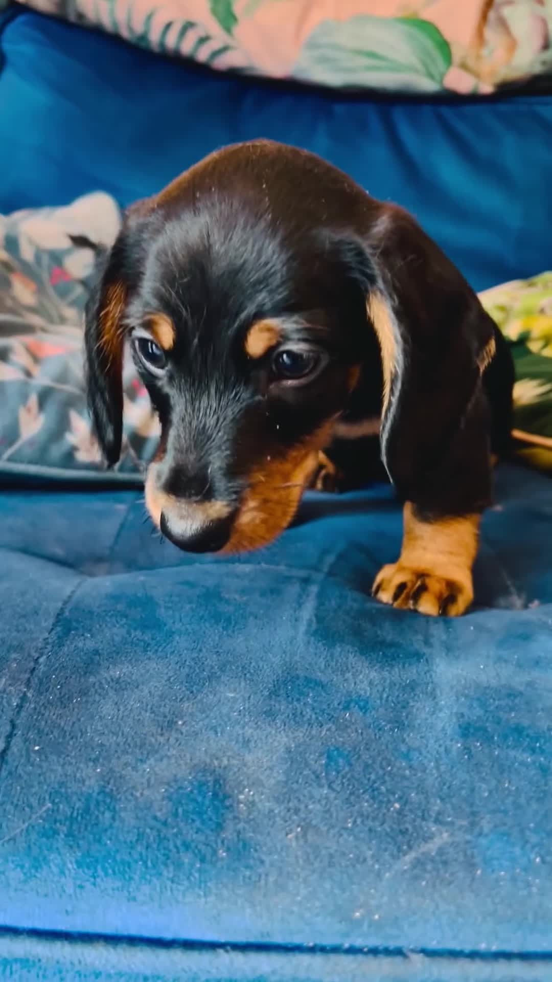 Miniature Dachshund dogs for sale: *1 boy remaining* black and tan Mini Dachshund  - Video 1