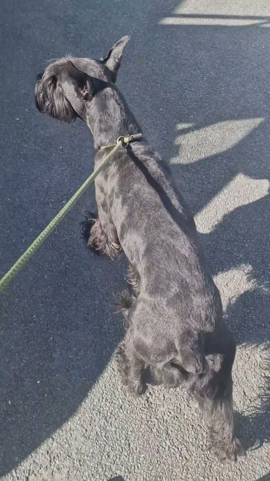Mixed Breed dogs for sale: Giant schnauzer x Labrador puppies  - Video 1