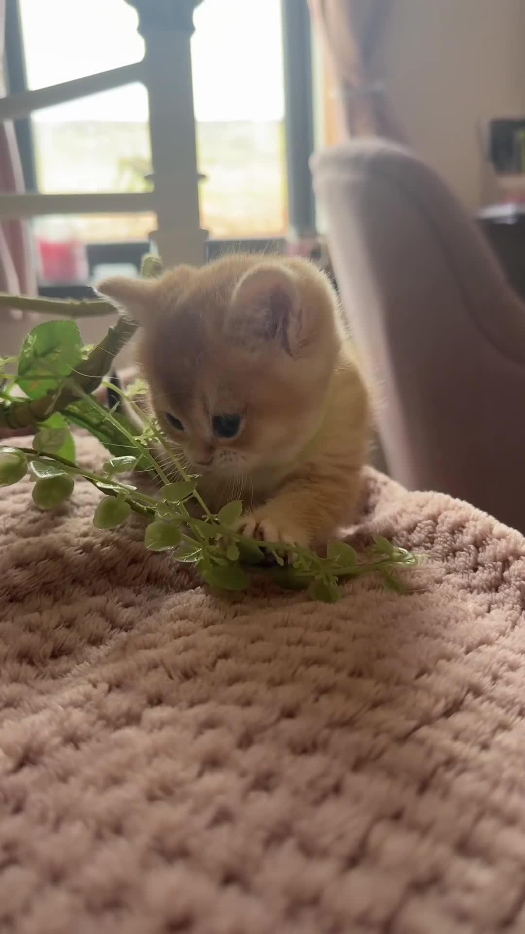 British Shorthair cats for sale: Exceptional Golden British Shorthair Kittens - Video 1