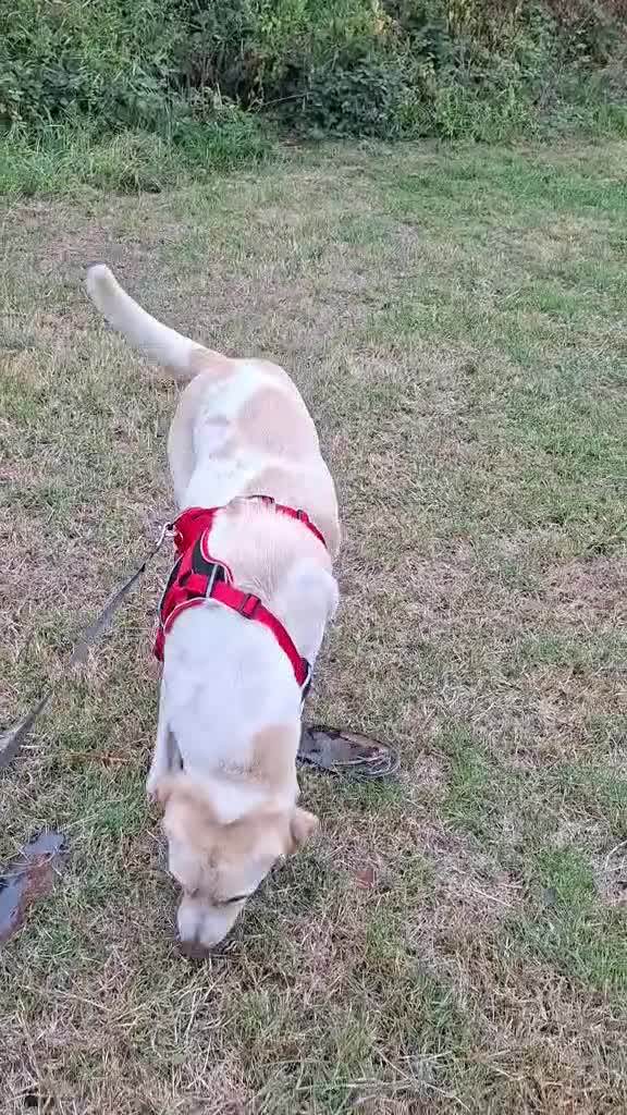 Labrador Retriever dogs for adoption: STORM !  - Video 3