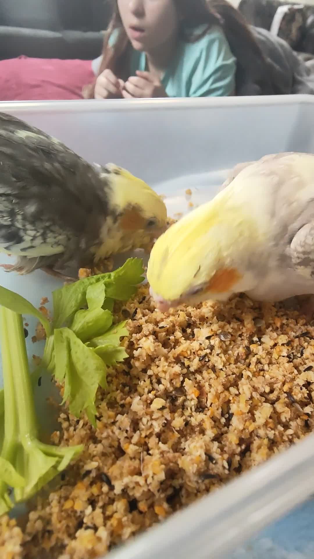 Cockatiels birds for sale: Cockatiels Hand reared fully tame and lovely birds in Alford - Video 1