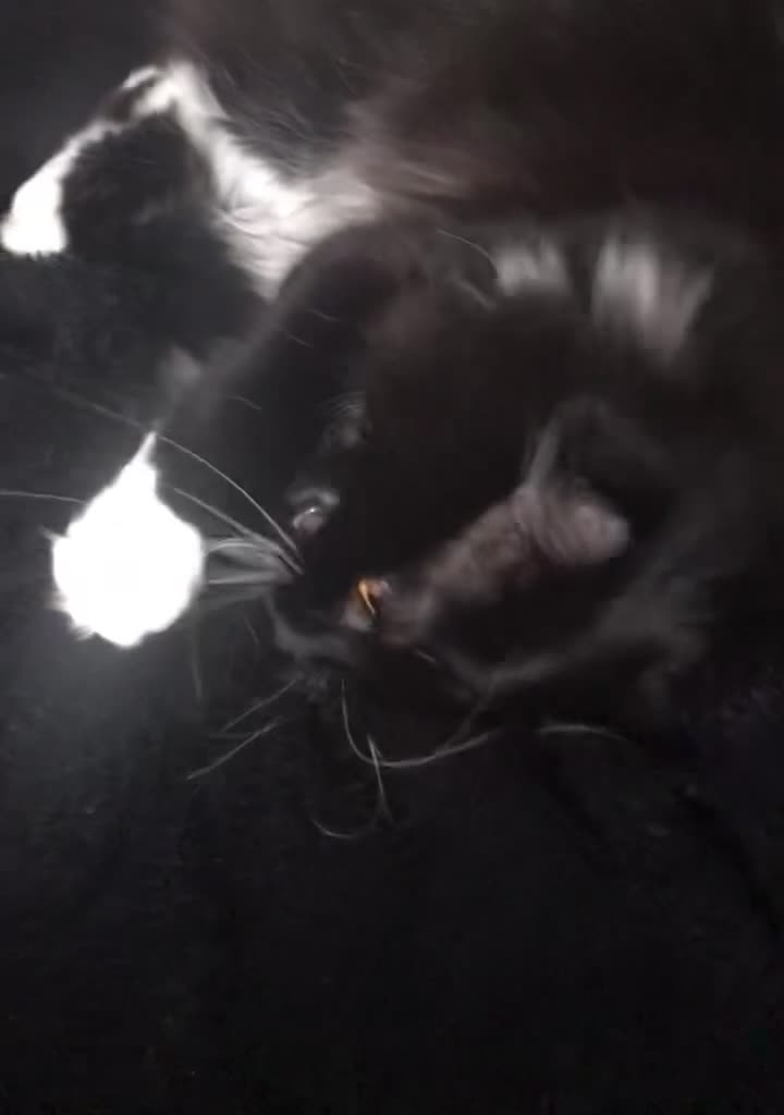 Mixed Breed cats for sale: 4Yr Male Maine Coon mix - Video 1