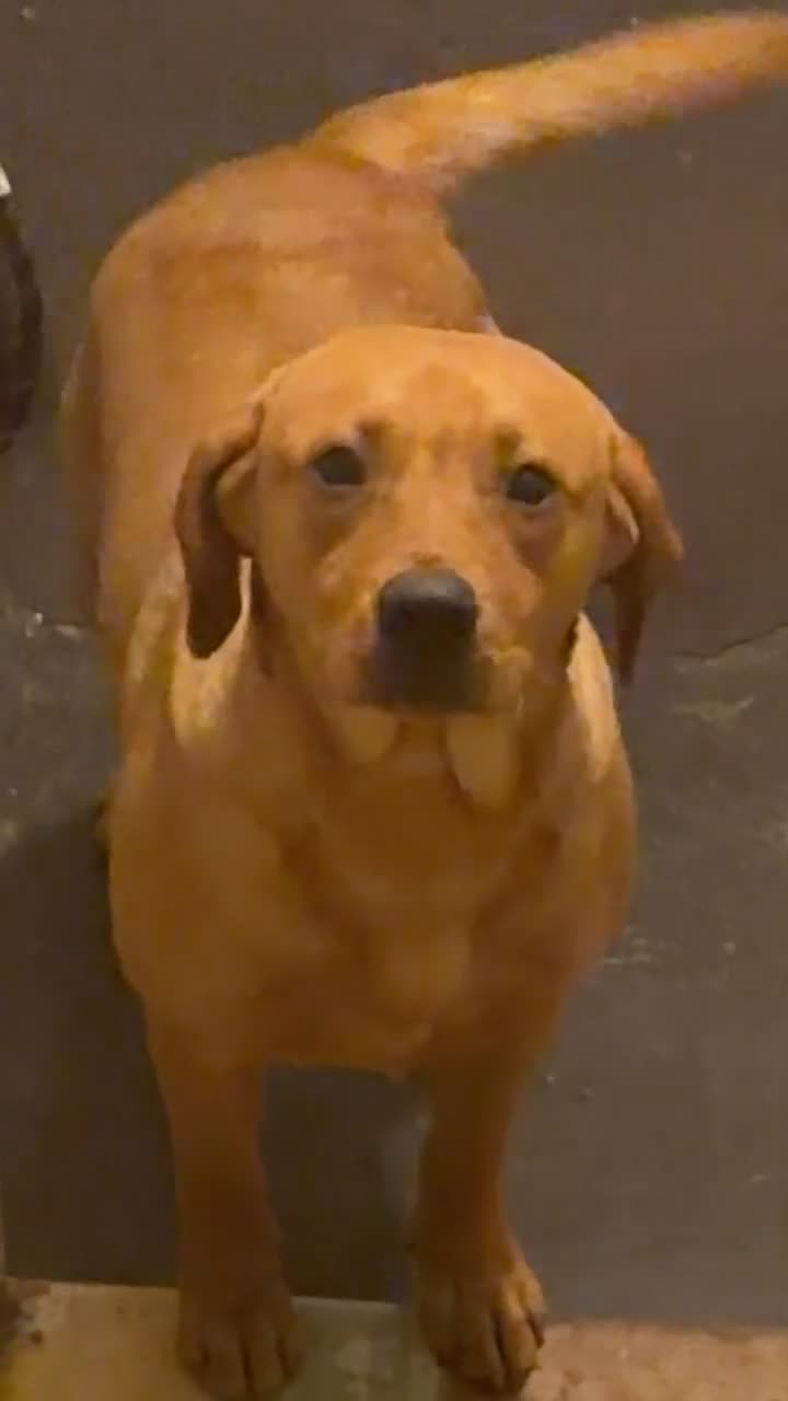 Labrador Retriever dogs for sale: Red fox Labrador  in Gravesend - Video 1
