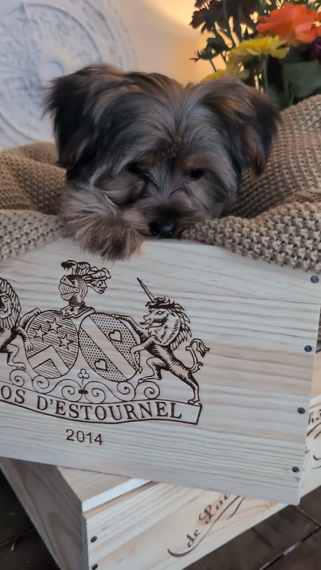 Yorkshire Terrier dogs for sale: 2 Biewer Yorkshire Terrier Boys – Ready Now! - Video 1
