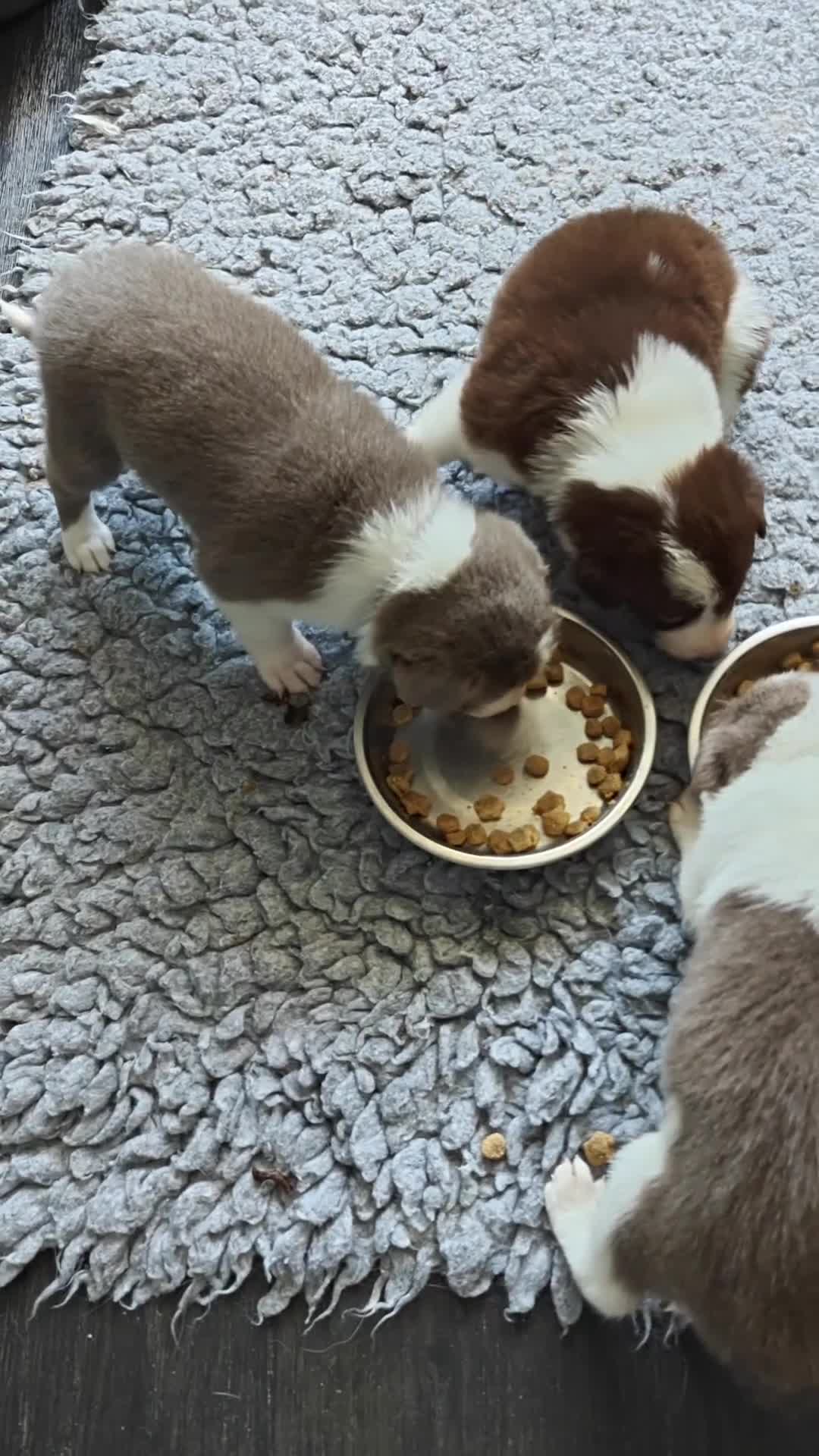 Border Collie dogs for sale: 6 Kennel Club registered Border Collie pups - Video 2