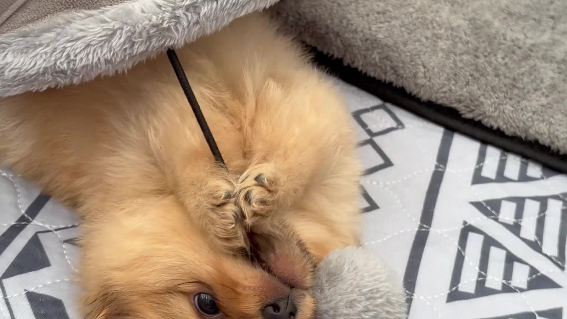 Pomeranian dogs for sale: Pomeranian Puppies Available To Reserve Now in Manchester - Video 2