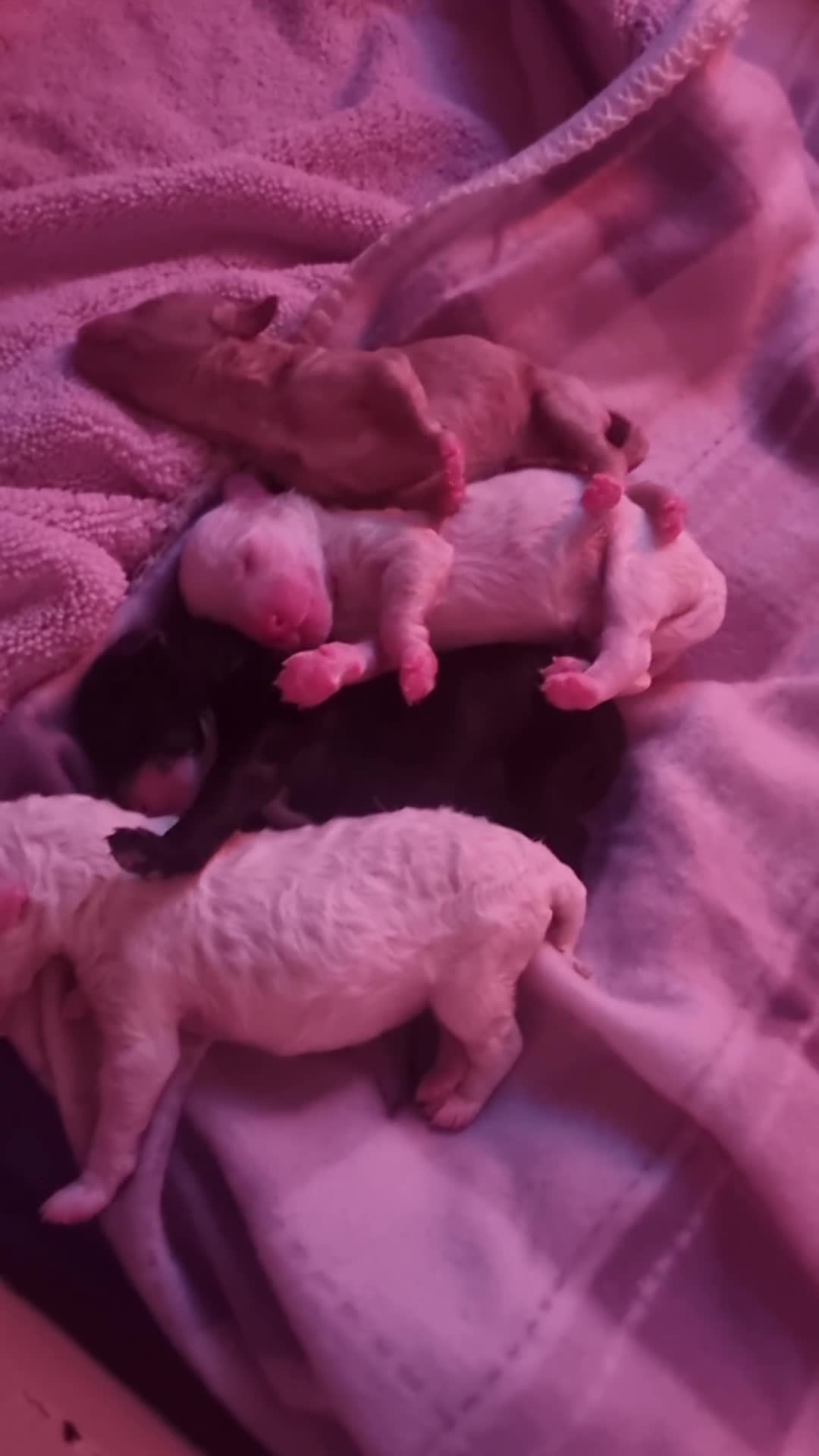 Toy Poodle dogs for sale: Toy poodle puppy - Video 4