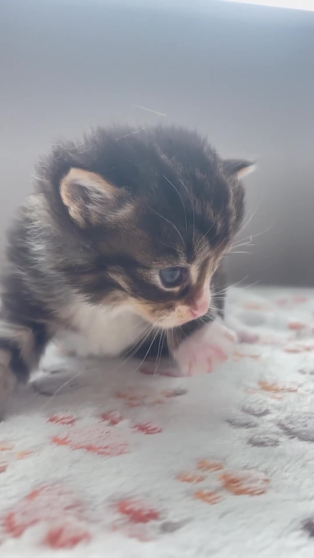 Maine Coon cats for sale: 4 Maine Coon kittens -friendly, cuddly, ready may - Video 3