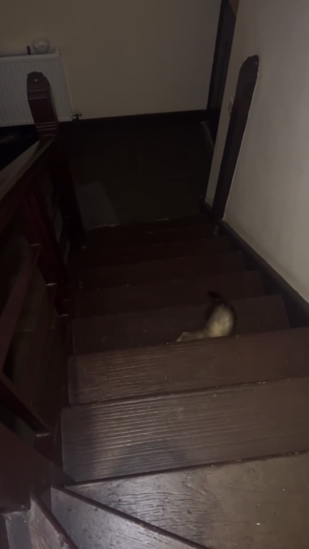 Ferret rodents for sale: Female 6moths Ferret - Video 1