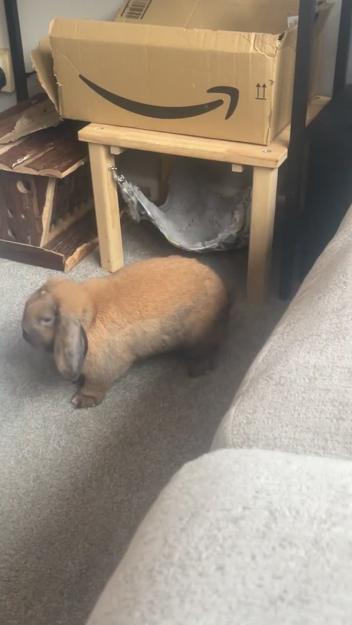 Mini Lop rabbits for sale: Two beautiful mini lops - Video 5