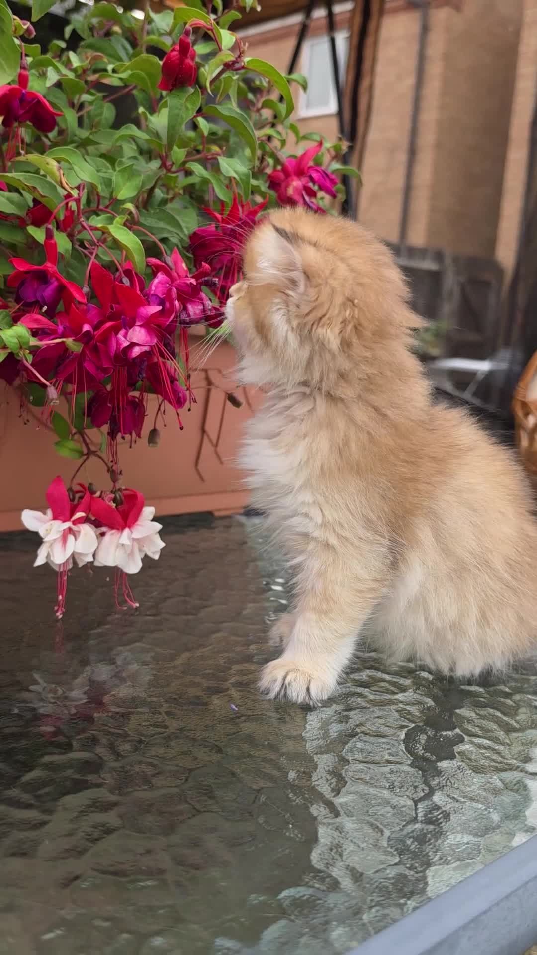 British Longhair cats for sale: British Longhair Kittens – Champion Lines - Video 2