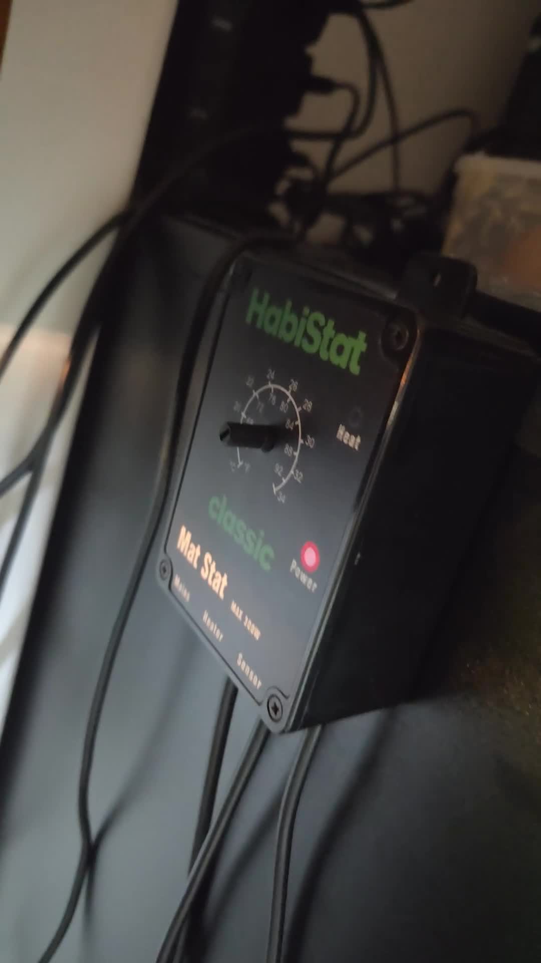 Corn Snake reptiles for sale: Baby Corn snake for sale - Video 1