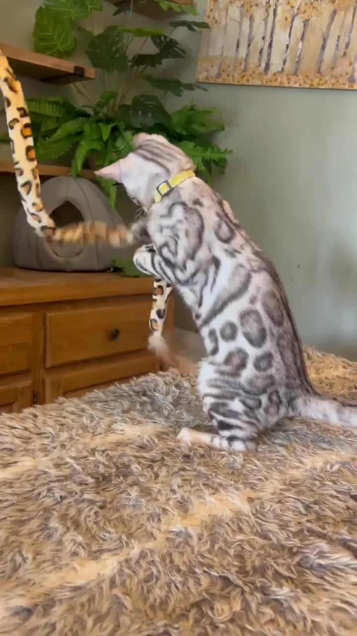 Bengal cats for sale: Beautiful Bengal Kittens Ready for Forever Homes - Video 2