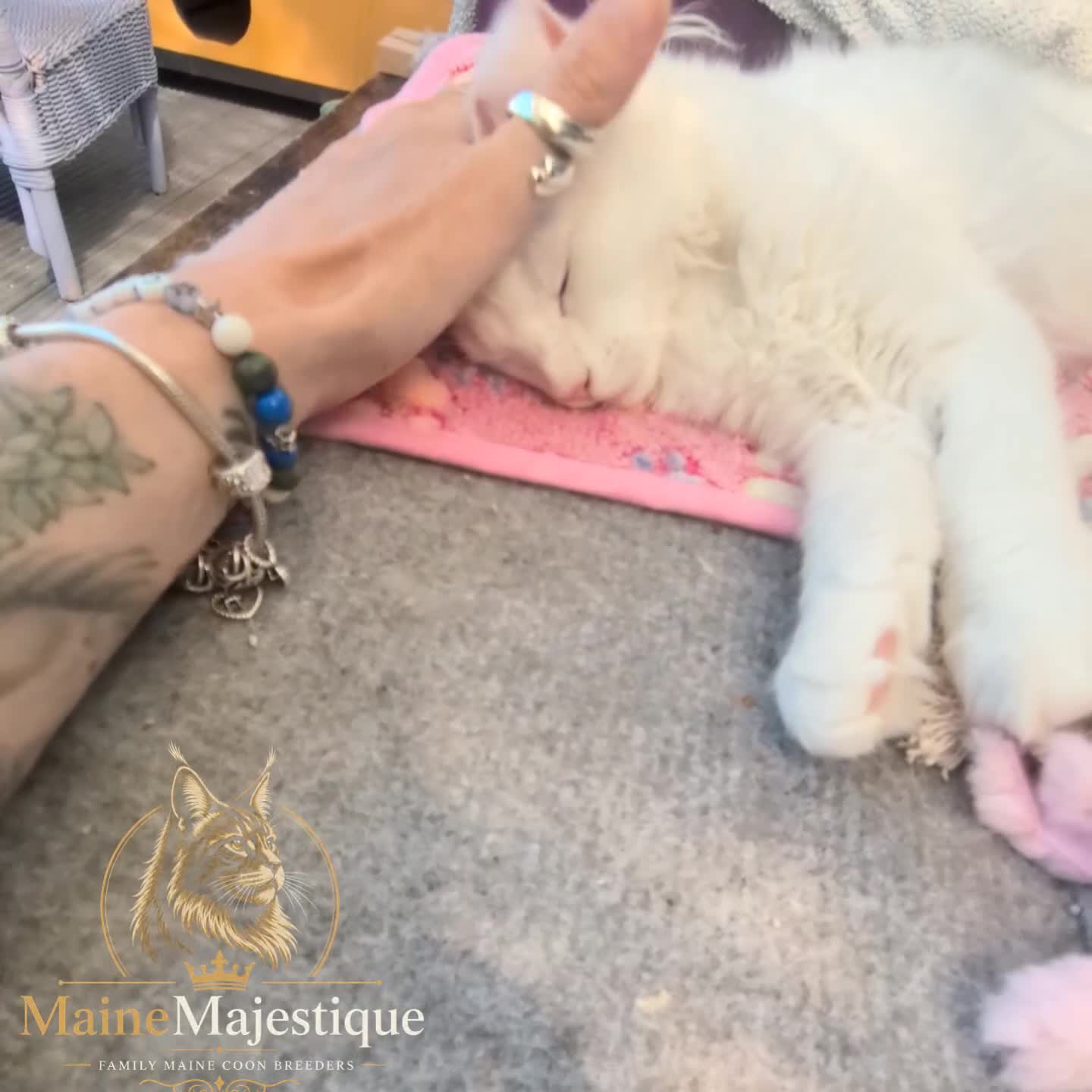 Maine Coon cats for sale: TICA registered Maine Coon White Kitten Blue Eyed - Video 1