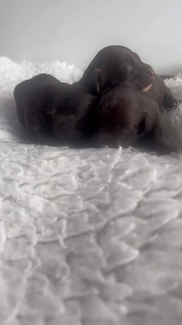 Cockapoo dogs for sale: f1 Cockapoos from extensive health tested parents  - Video 1