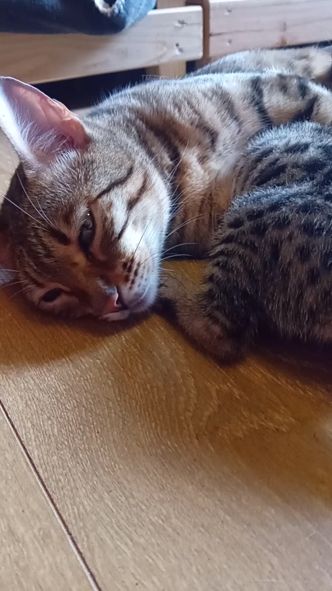 Bengal cats for sale: 🌸 Five Beautiful Bengal Girls for Loving Homes🐾 - Video 1