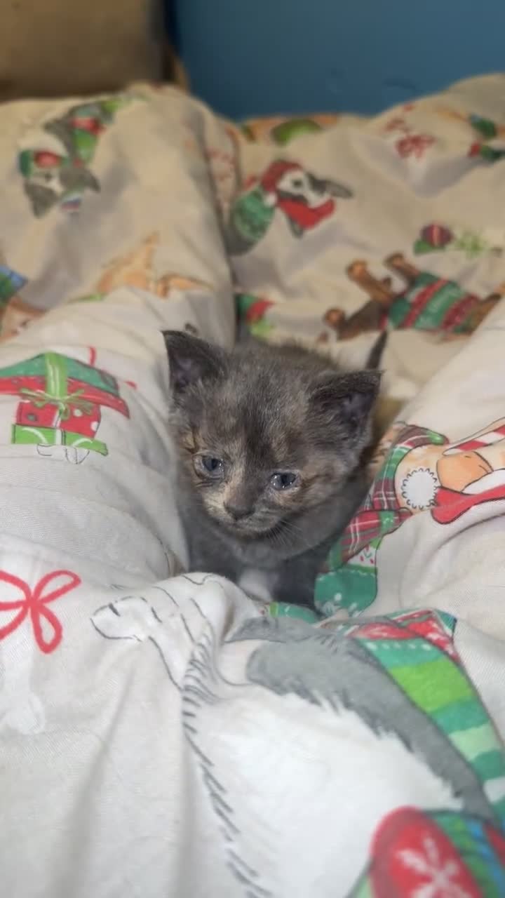 Mixed Breed cats for sale: beautiful male and female kittens 🩵🩷 - Video 4