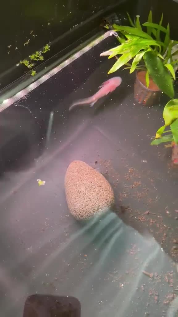 Axolotl reptiles for sale: Albino axolotl babies - Video 1