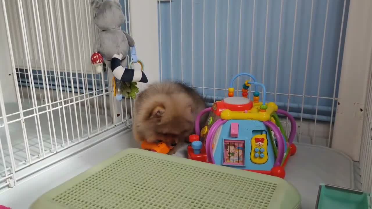 Pomeranian dogs for sale: Adorable Pomeranian Puppy boy for Sale. - Video 1
