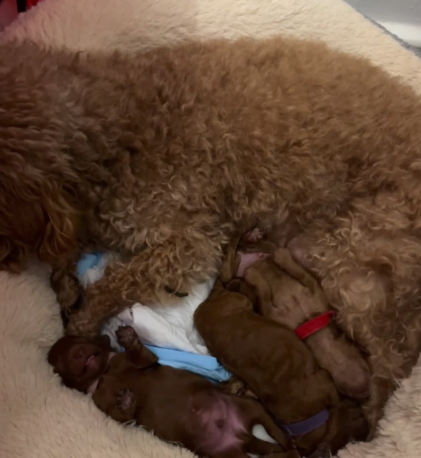 Toy Poodle dogs for sale: Adorable Deep Red Toy Poodle Puppies Available! 🐾 - Video 1