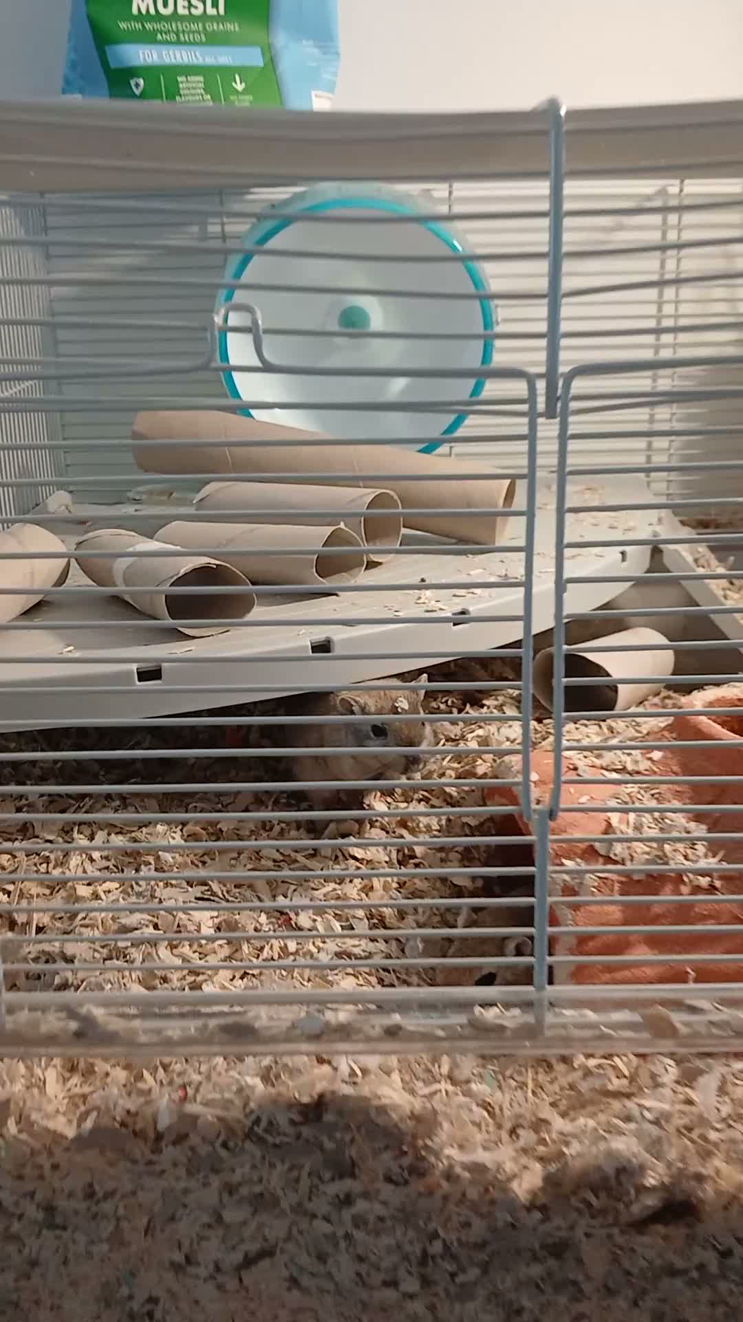 Gerbil rodents for sale: Full gerbil set up an 2 gerbils. in Caerphilly - Video 1