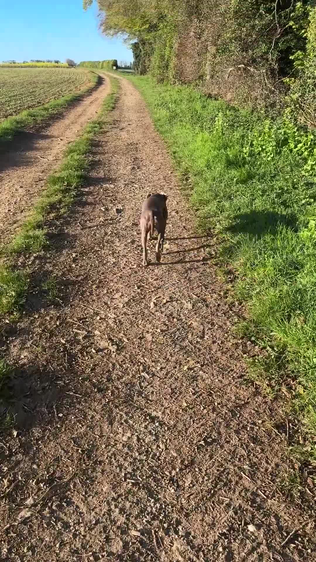 Weimaraner dogs for adoption: Beautiful petite Weimaraner bitch (spayed) in Grantham - Video 2