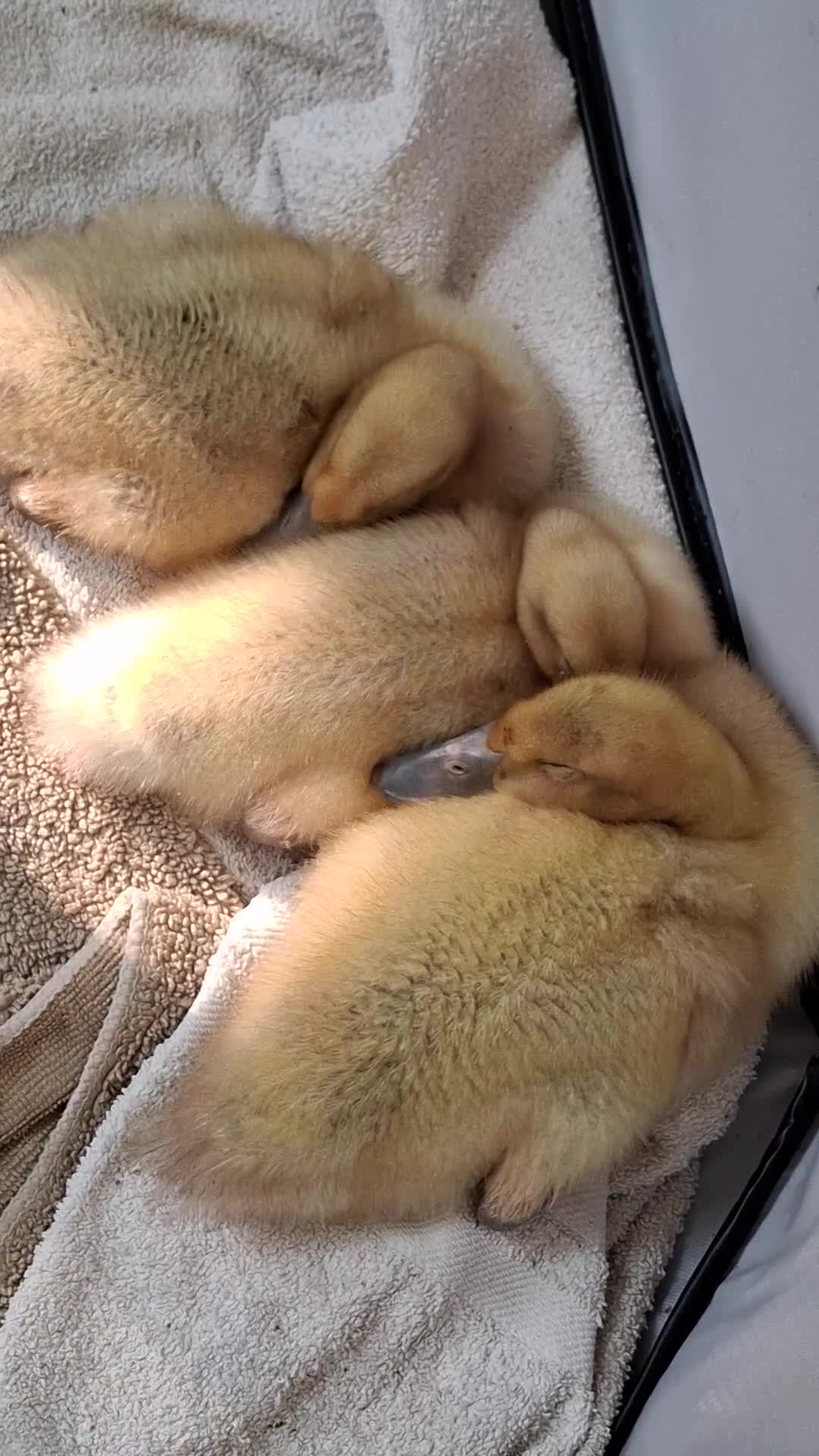 Ducks poultry for sale: Adolescent Welsh Harlequin Ducks – 1 F, 2 M - Video 4