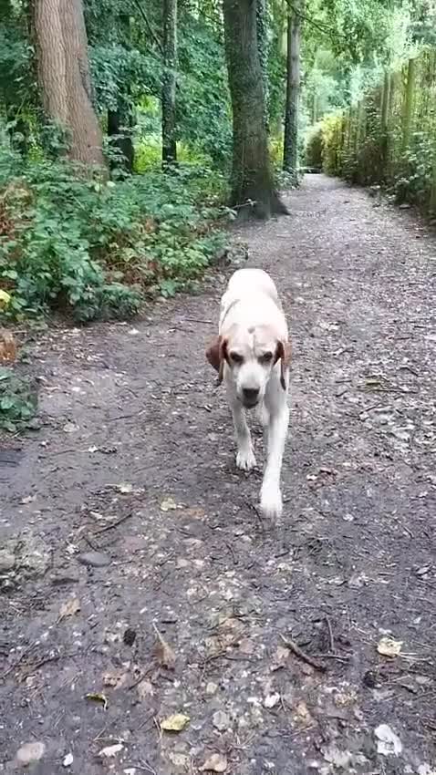 Pointer dogs for adoption: Caqui a wonderful older Pointer - Video 1