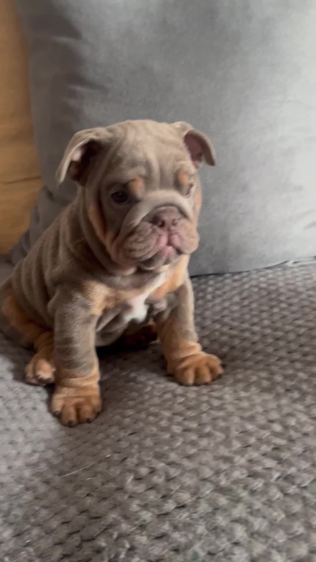 English Bulldog dogs for sale: Lilac and tan miniature female  - Video 1