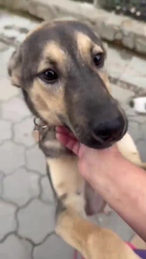 Mixed Breed dogs for adoption: MOCHI – a Superb young Girl for a Loving Home - Video 1