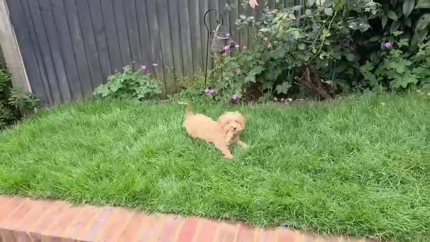 Cavapoo dogs for sale: Toy Cavapoo Puppy, Exceptionally Well Socialised - Video 1