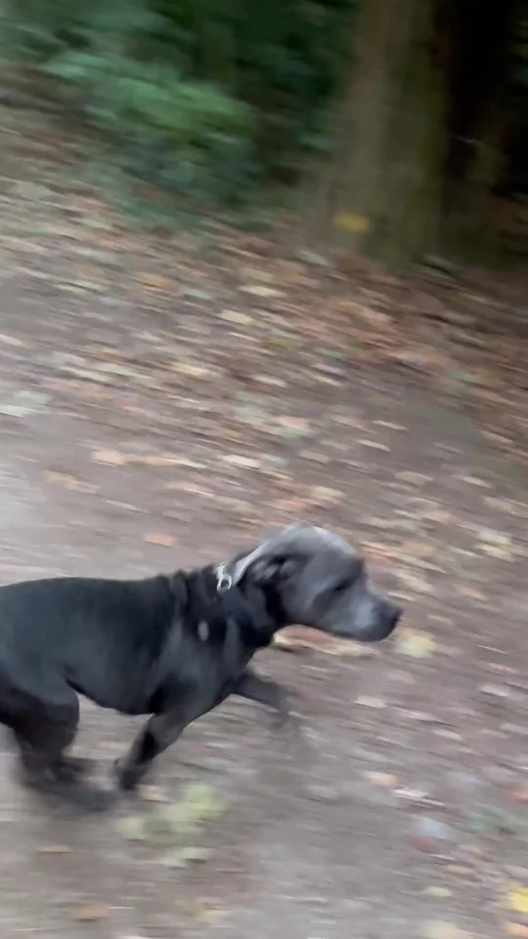 Staffordshire Bull Terrier dogs for sale:  ‼️Blue Staffordshire Bull Terrier boy ‼️  - Video 1