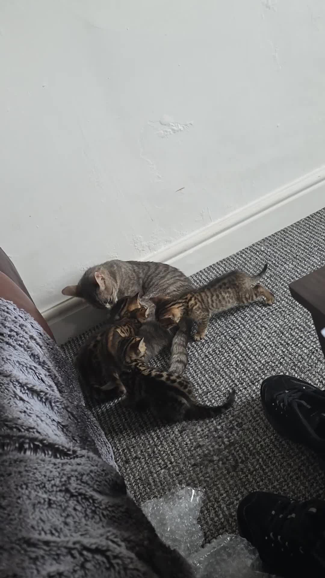 Bengal cats for sale: Mixed Tabby x Bengal Kittens – 2 Males Left 🐾 - Video 2