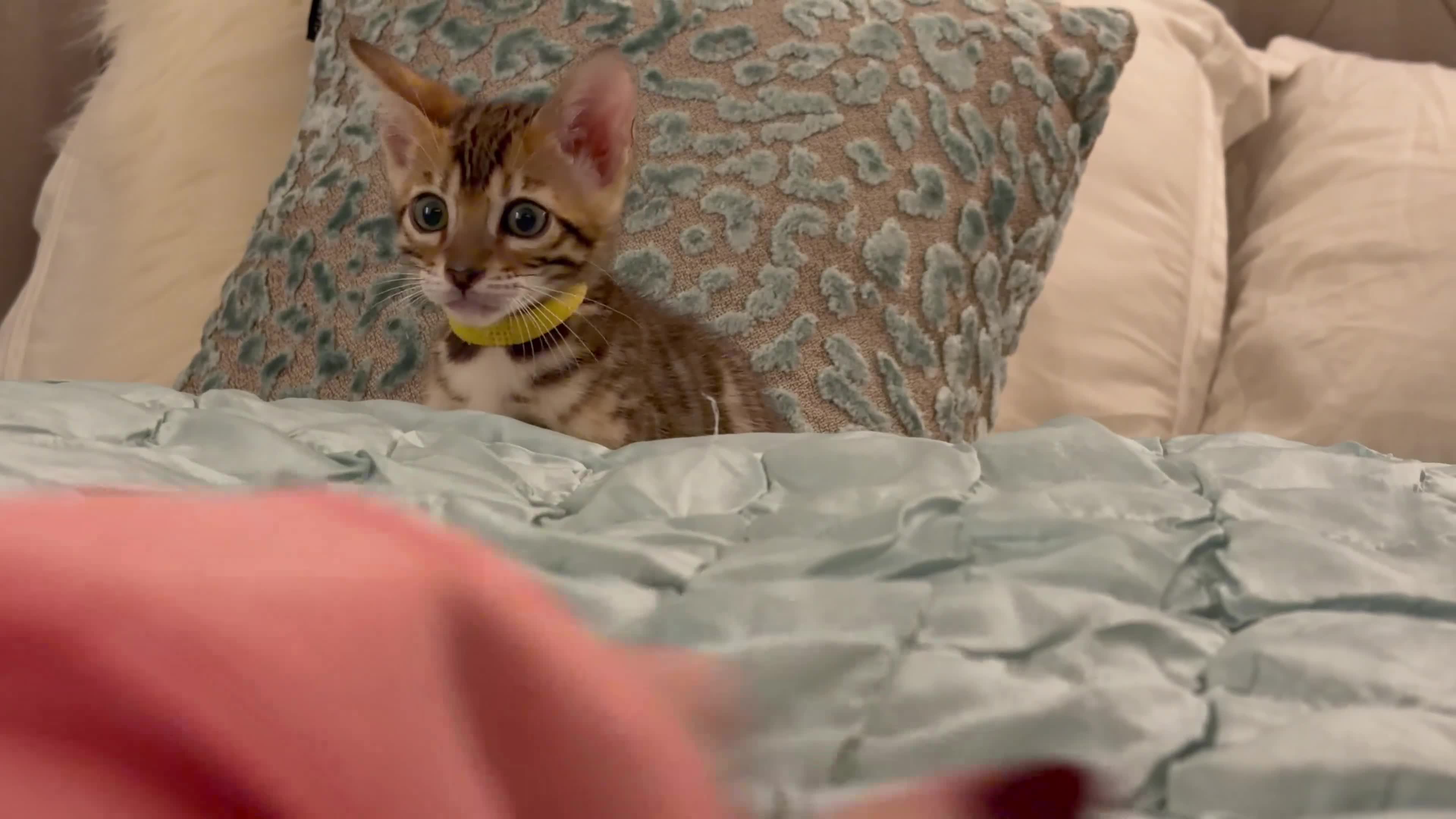 Bengal cats for sale: 🌟 READY 28 JAN - EXCEPTIONAL BENGAL KITTENS 🌟 - Video 2