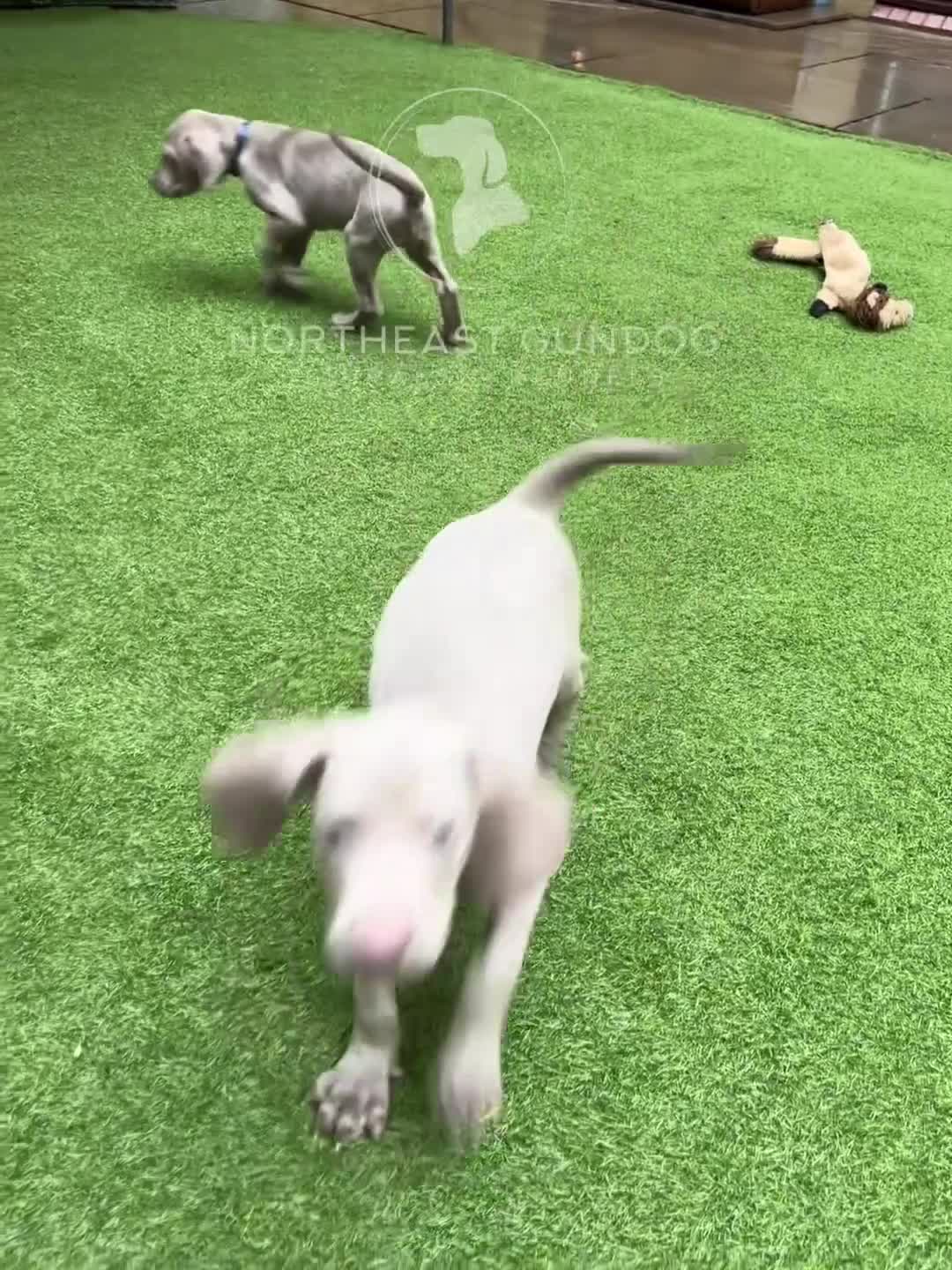 Weimaraner dogs for sale: Weimaraner litter - Video 2