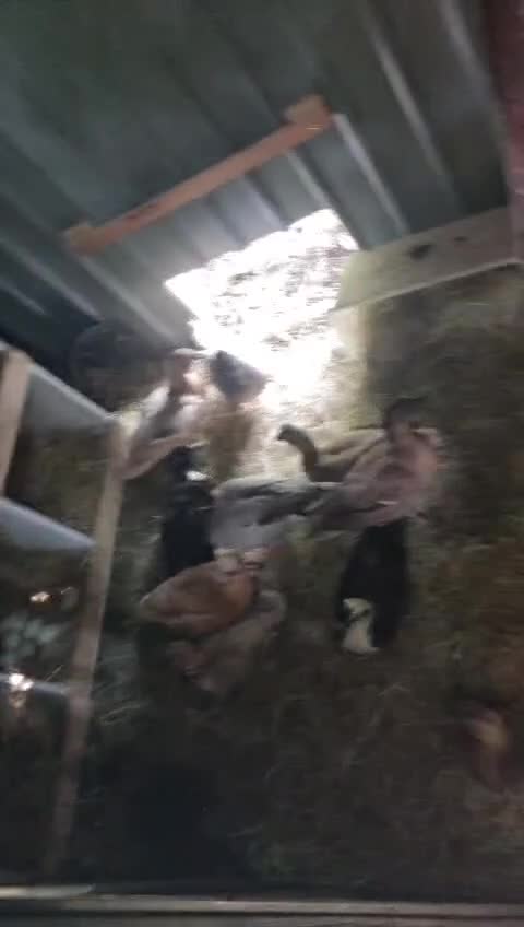 Ducks poultry for sale: Call ducklings hatching  - Video 2