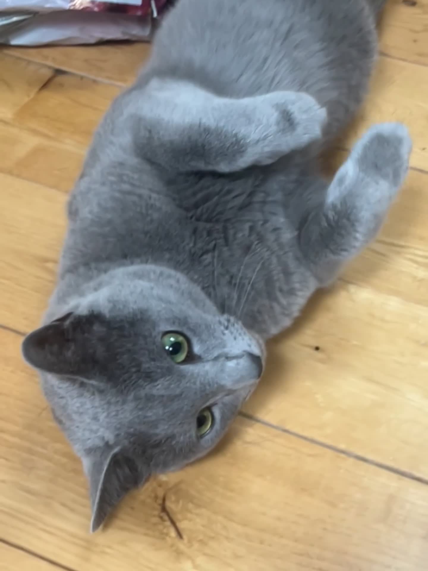 Russian Blue cats for sale: 🐾 Beautiful 18-Month-Old Russian Blue Male Cat - Video 1