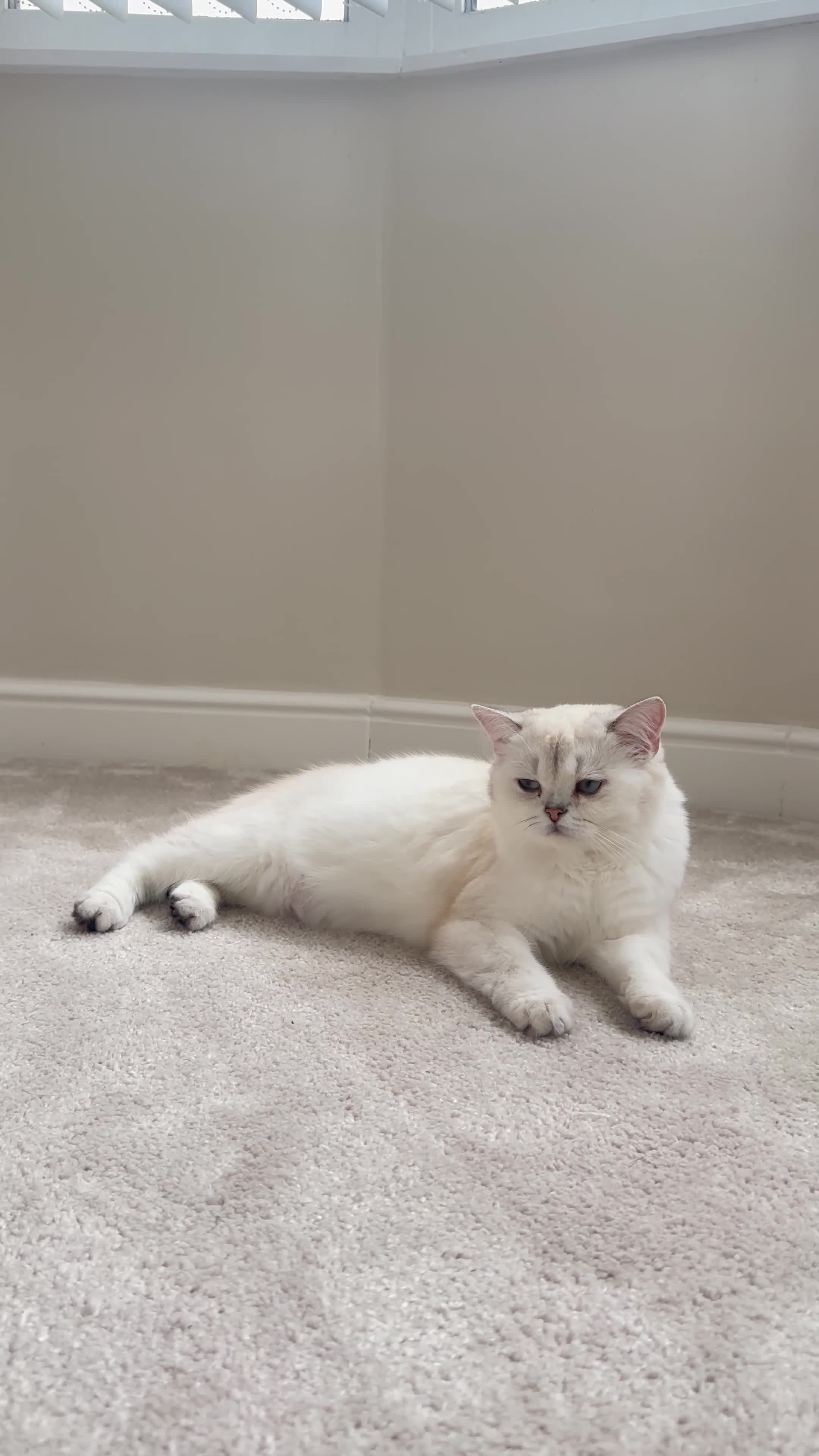 British Shorthair cats for sale: British shorthair kittens  in Derby - Video 2