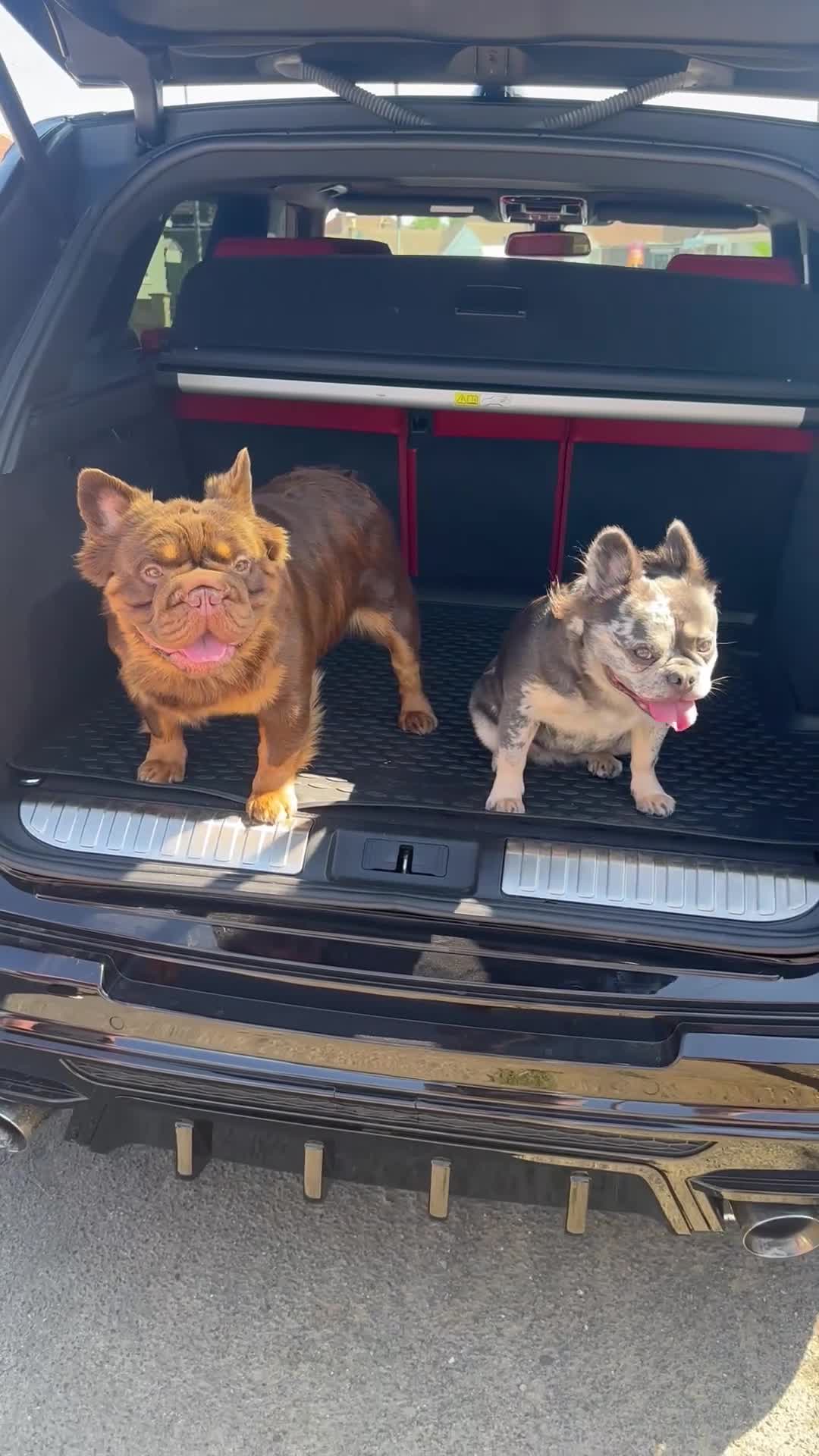 French Bulldog dogs for sale: RARE FLUFFY FRENCHIES! LAST 3 LEFT!!!! - Video 4